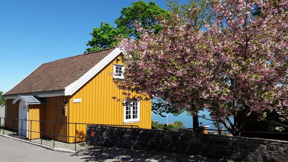 Vi ser et gult hus, blå himmel og et digert tre med rosa blomster