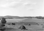 Med hjälp av släpräfsa samlas höet på Hägerstad skattegård i Hannäs. Tiden är 1890-talets senare hälft.