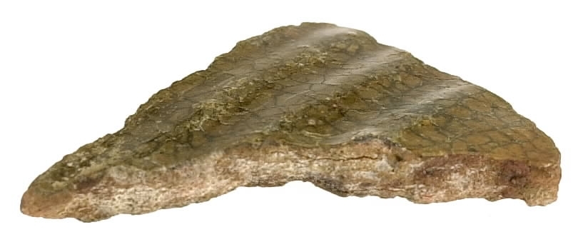 En keramikskärva. Räfflad. Brungrön glasyr på in- och utsidan.