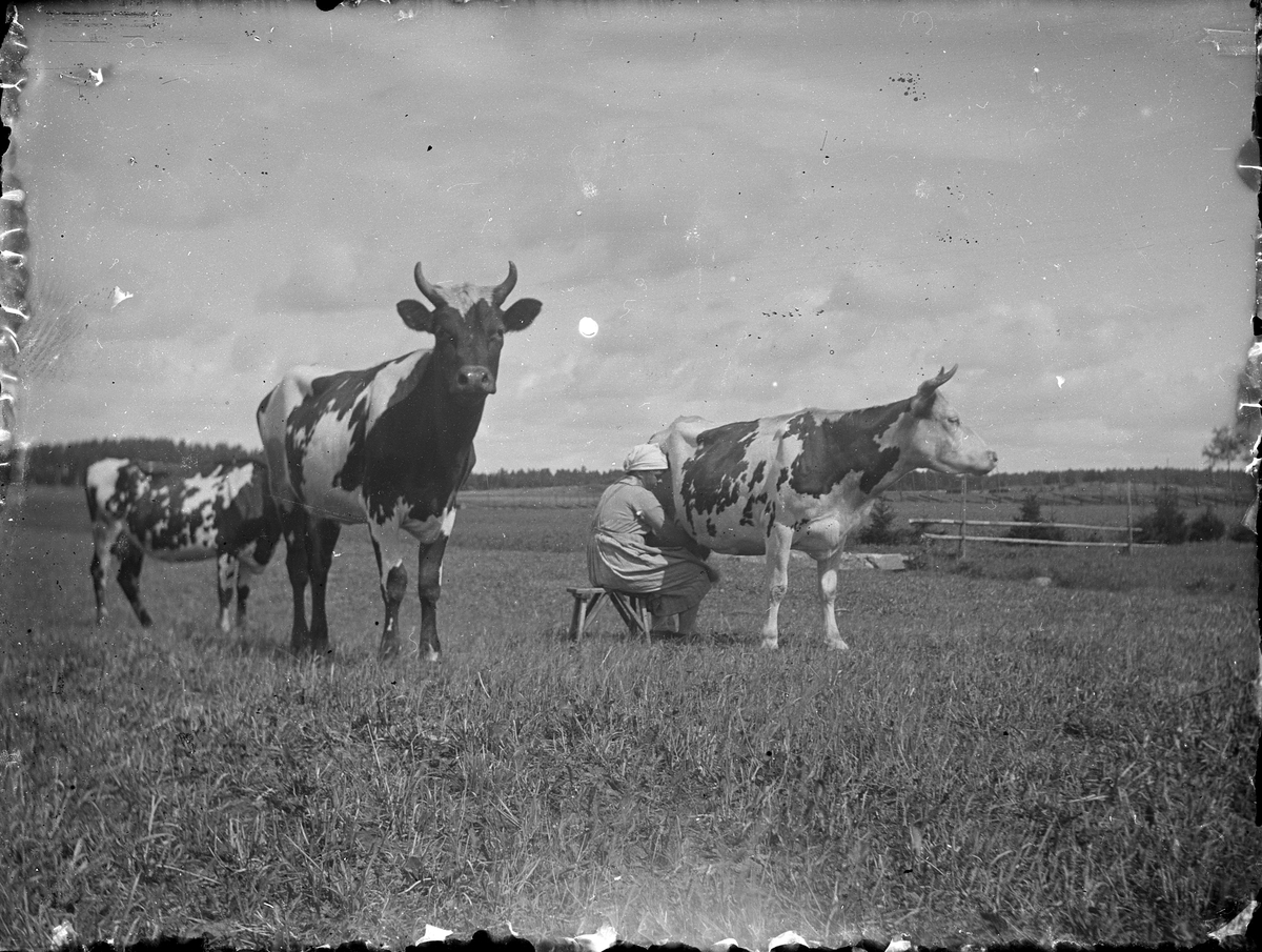 Kvinna mjölkar en ko
