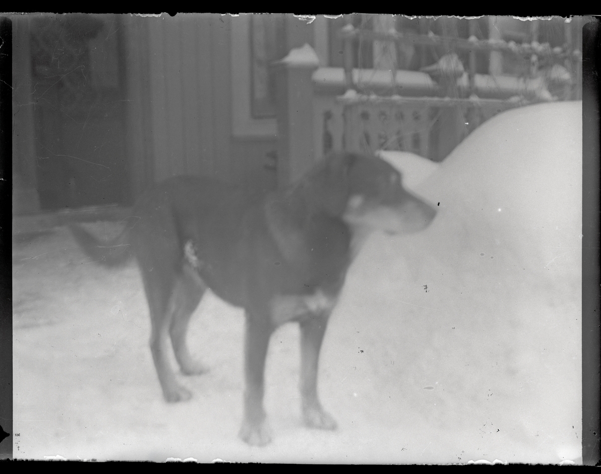 Hund, stående framför huset.