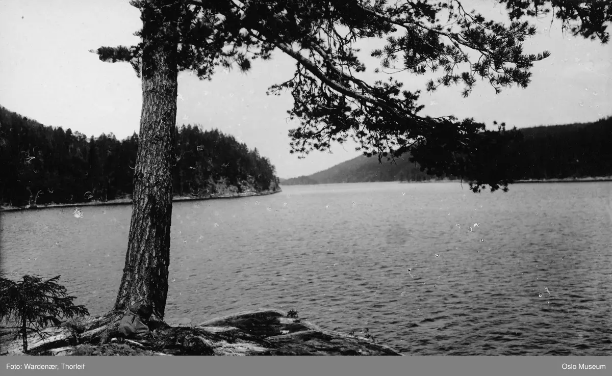 furutre, ryggsekk, svaberg, skog, vann