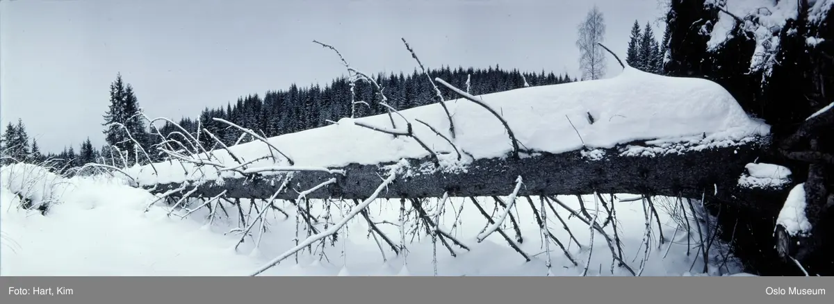 skog, veltet tre, snø