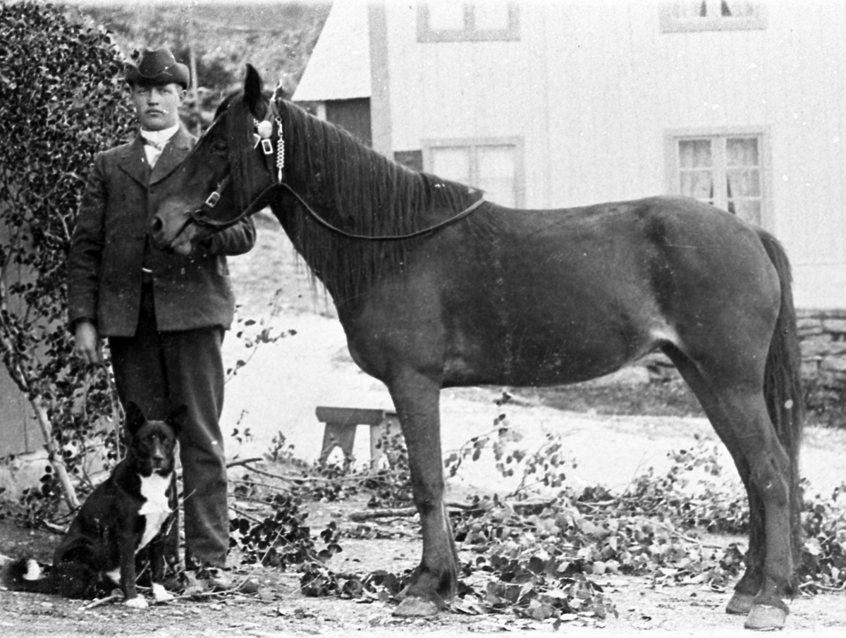 Ivar Øylo med ein hest i Øylo, poststøga i bakgrunnen