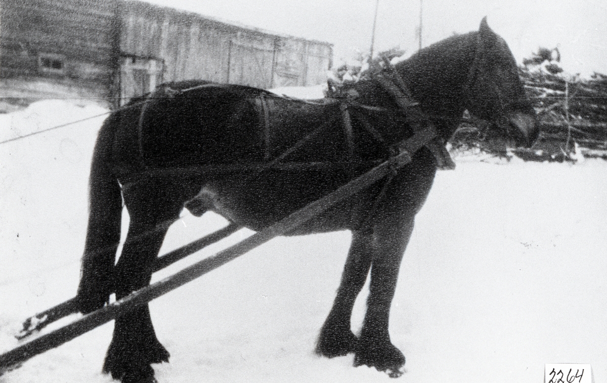 Biletet syner blant anna delar av gamle låven på Nefstad