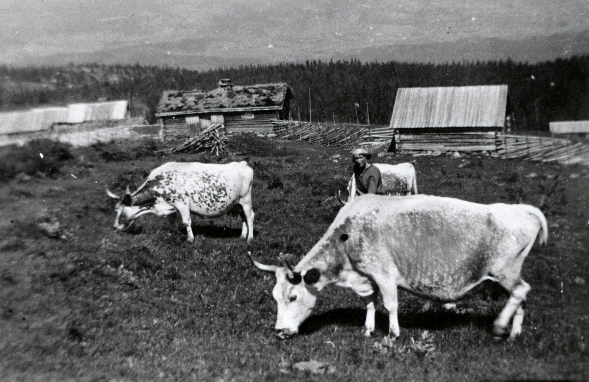 Myrestølane på Høvdestølen