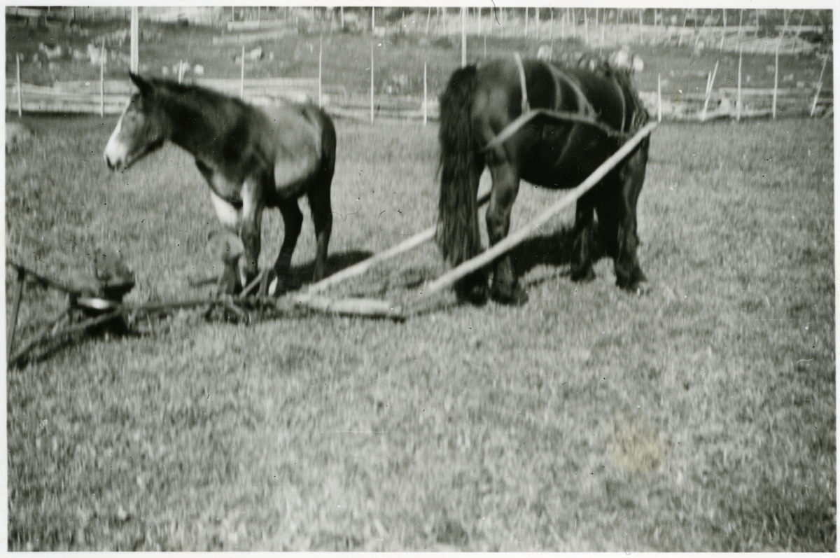 Ein hest med palleplog i Hålien. Potetgrafst.