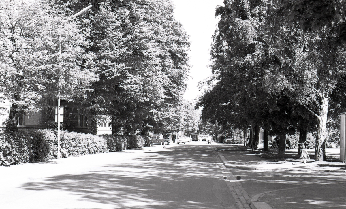 Trädgårdsföreningen i Linköping år 1975