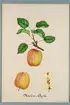 Sveriges kulturväxter. Illustration utförd av Henriette Sjöberg. Äpple, Melonäpple. Odlat Rosendal 1883. Signerad 