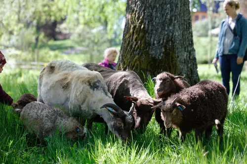 Sauer på beite i parken på Bogstad gård. 