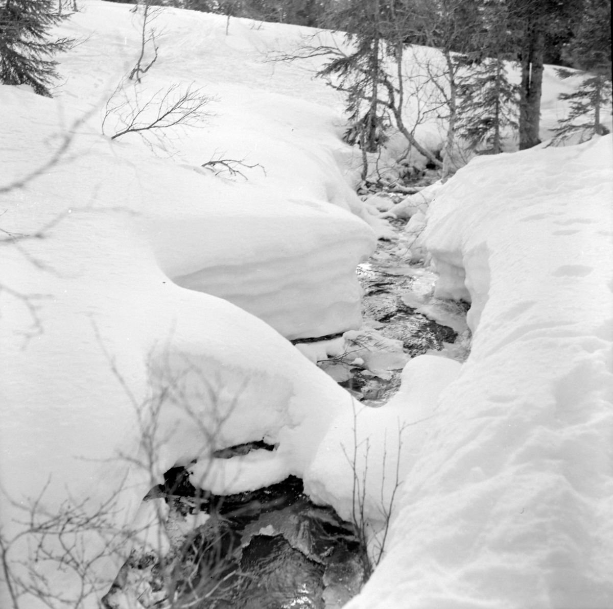Skigåere i Bymarka