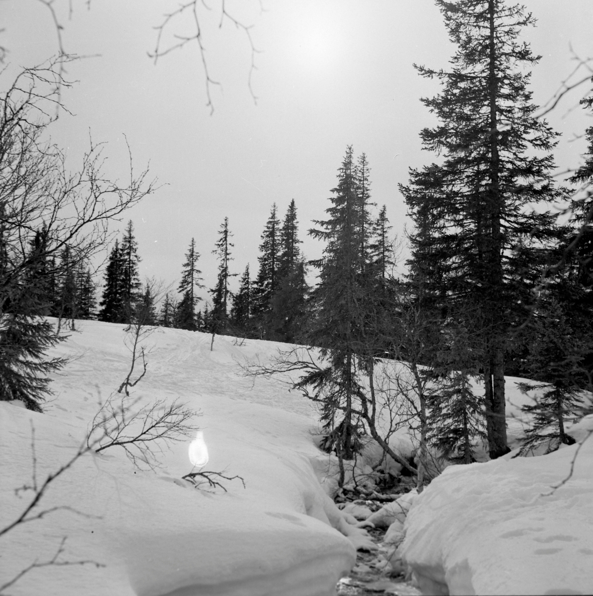 Skigåere i Bymarka