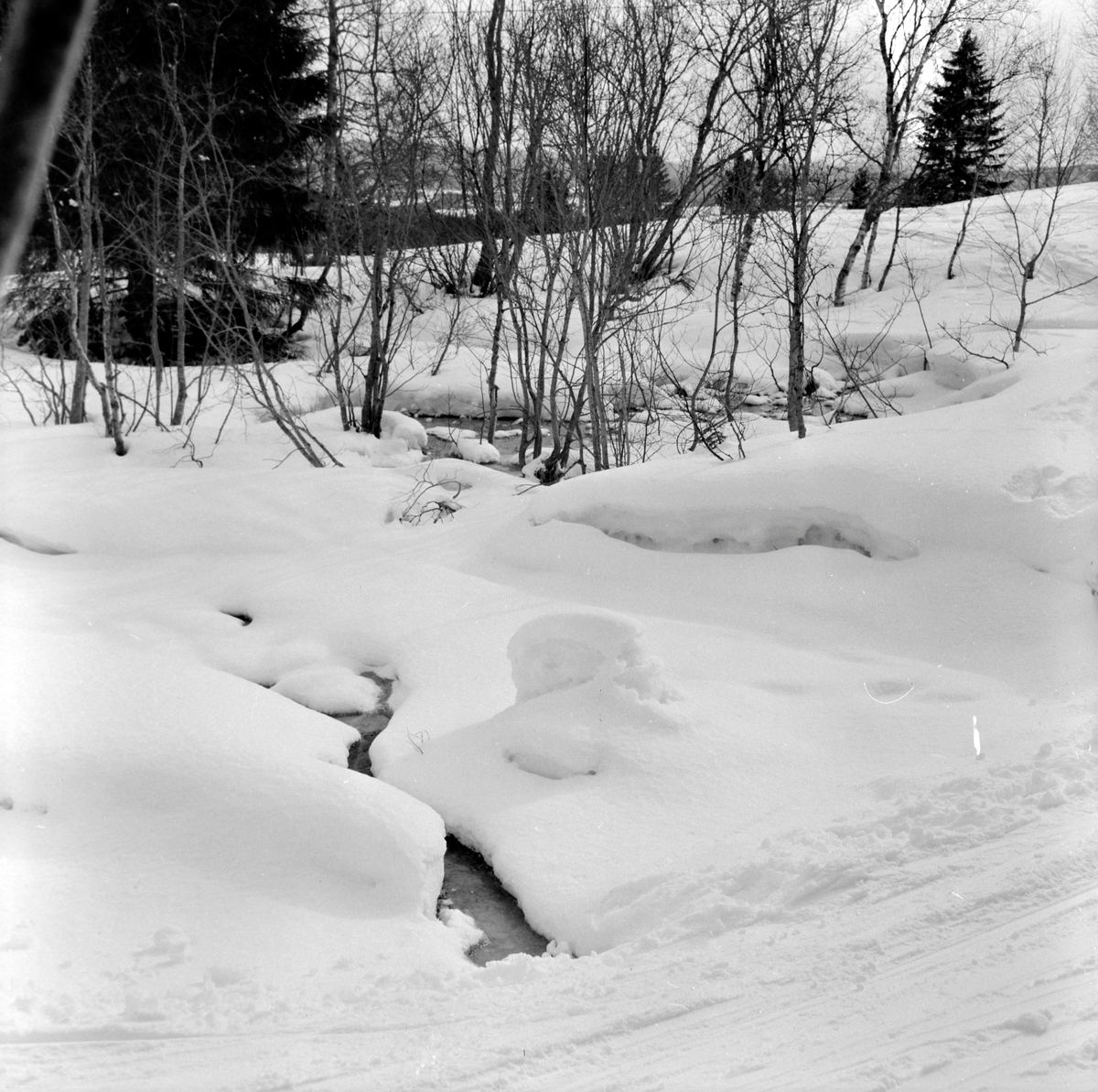Skigåere i Bymarka