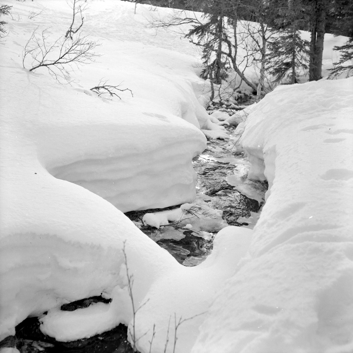 Skigåere i Bymarka