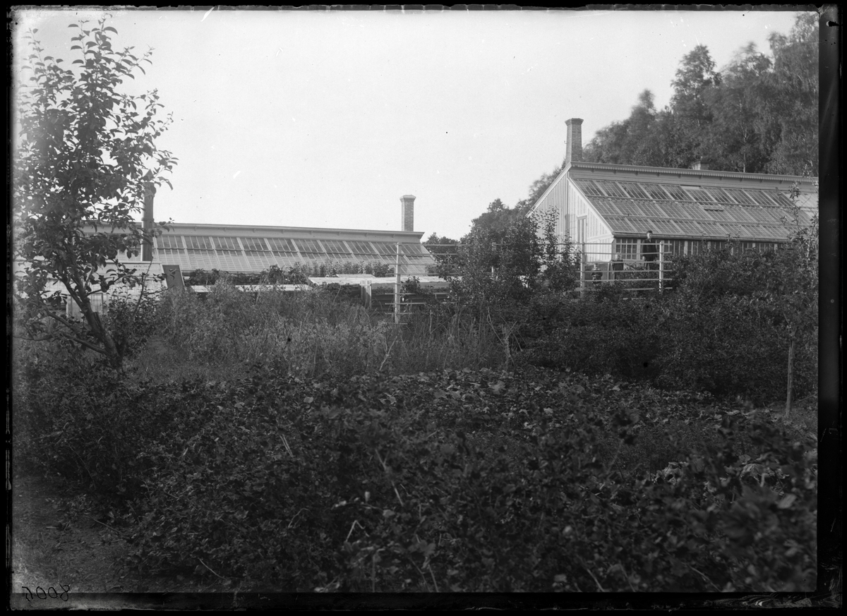 Växthus