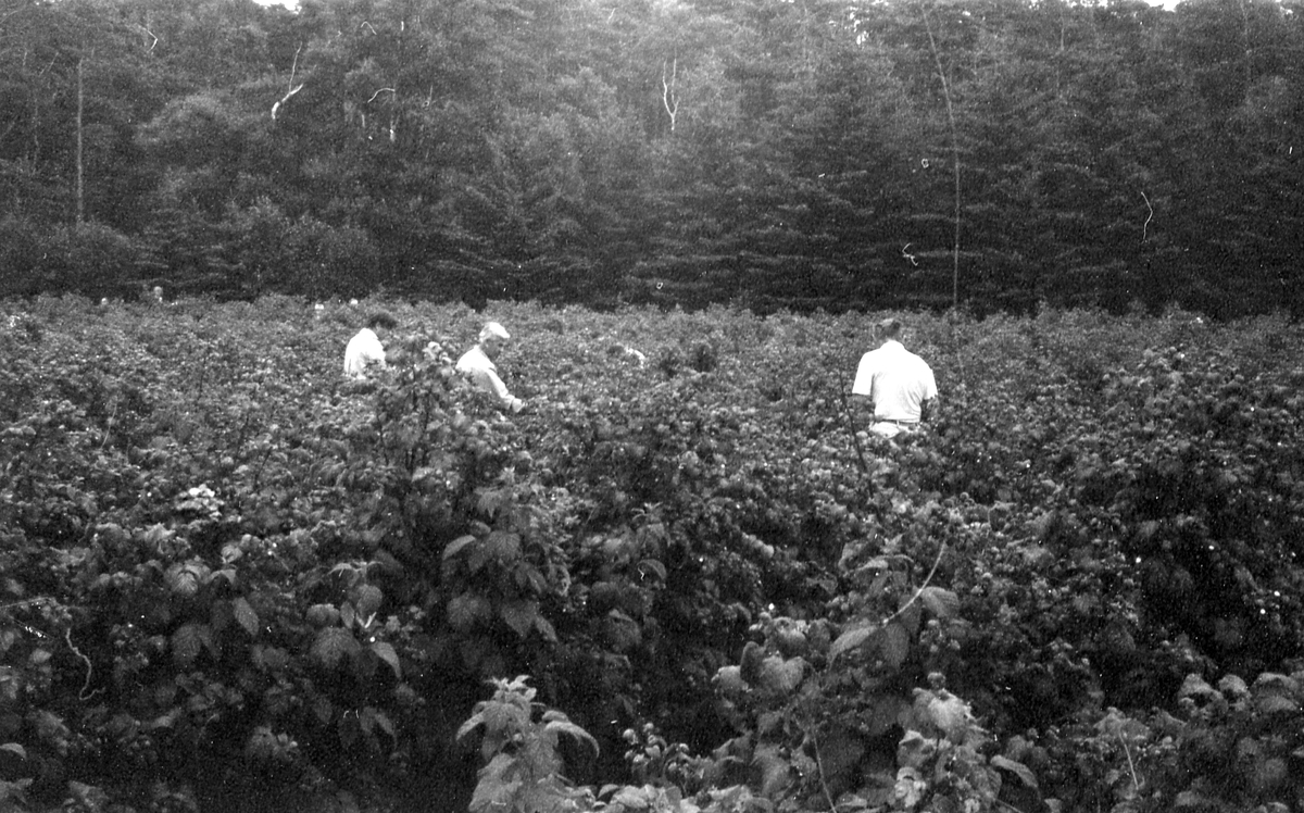 Harplinge sn. Gullbrandstorp. Bringebär, självplockning av hallon juli 1984.