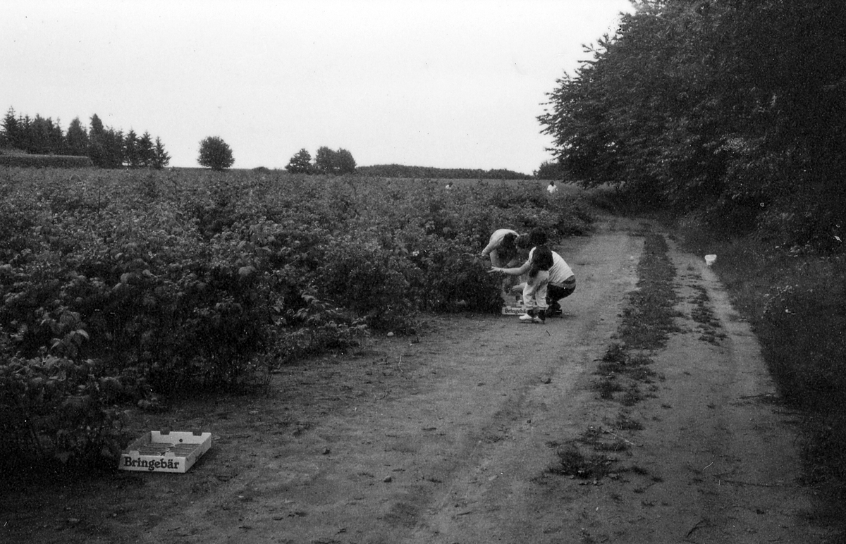 Harplinge sn. Gullbrandstorp. Bringebär, självplockning av hallon juli 1984.