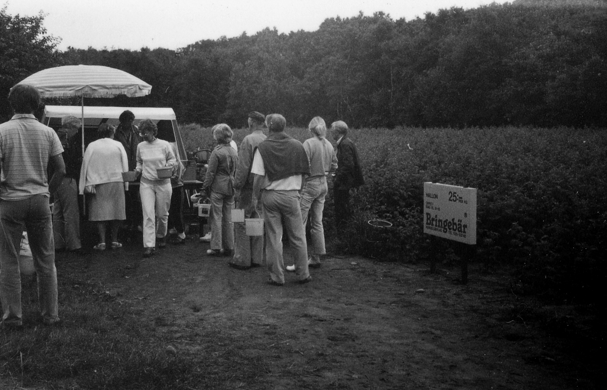 Harplinge sn. Gullbrandstorp. Bringebär, självplockning av hallon juli 1984.