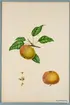 Sveriges kulturväxter. Illustration utförd av Henriette Sjöberg. Äpple, Cox's Orange Pipping. Odlat Rosendal 1884.  Signerad 