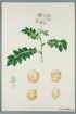 Sveriges kulturväxter. Illustration utförd av Henriette Sjöberg. Potatis, vitgul, Handsworth. Odlad Ultuna 1872. Inv. nr. C101 : 322.