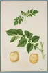 Sveriges kulturväxter. Illustration utförd av Henriette Sjöberg. Potatis, vitgul, Prolific. Odlad Ultuna 1877. Inv. nr. C101 : 325.