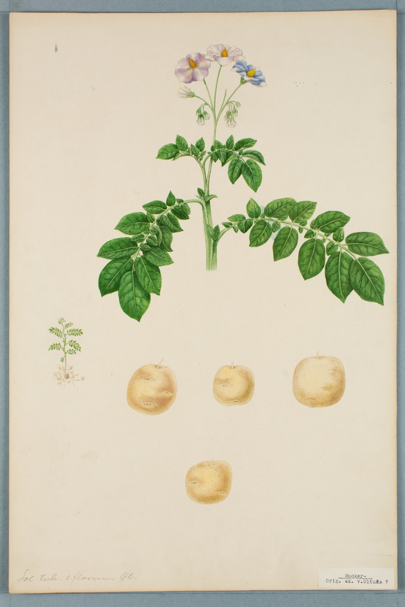 Sveriges kulturväxter. Illustration utförd av Henriette Sjöberg. Potatis, vitgul (påskrift blåblommig), Sockerpotatis. Odlad Ultuna, datering saknas. Inv. nr. C101 : 323.