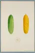 Sveriges kulturväxter. Illustration utförd av Henriette Sjöberg. Gurka, lång, Victory of Bath. Odlad Ultuna 1876. Inv. nr. C101 : 499.