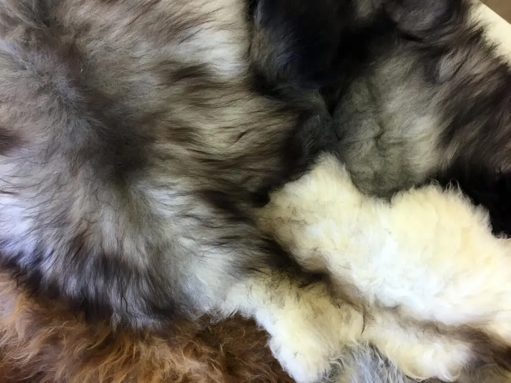 Saueskinn av spælsau fra Bygdø kongsgård. 