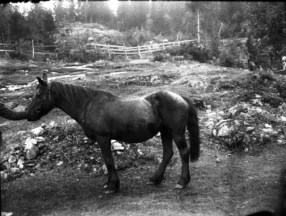 Portrett av hest.

Fotosamling etter fotograf og skogsarbeider Ole Romsdalen (f. 23.02.1893).