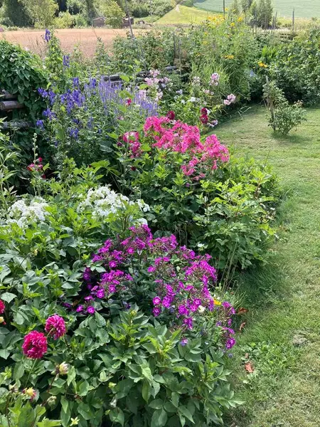 Hagen på Eidskog bygdetun Almenninga. Et bugnende blomsterbed i forgrunn. Skigard og jorde i bakgrunn. Grønne busker langs skigard.