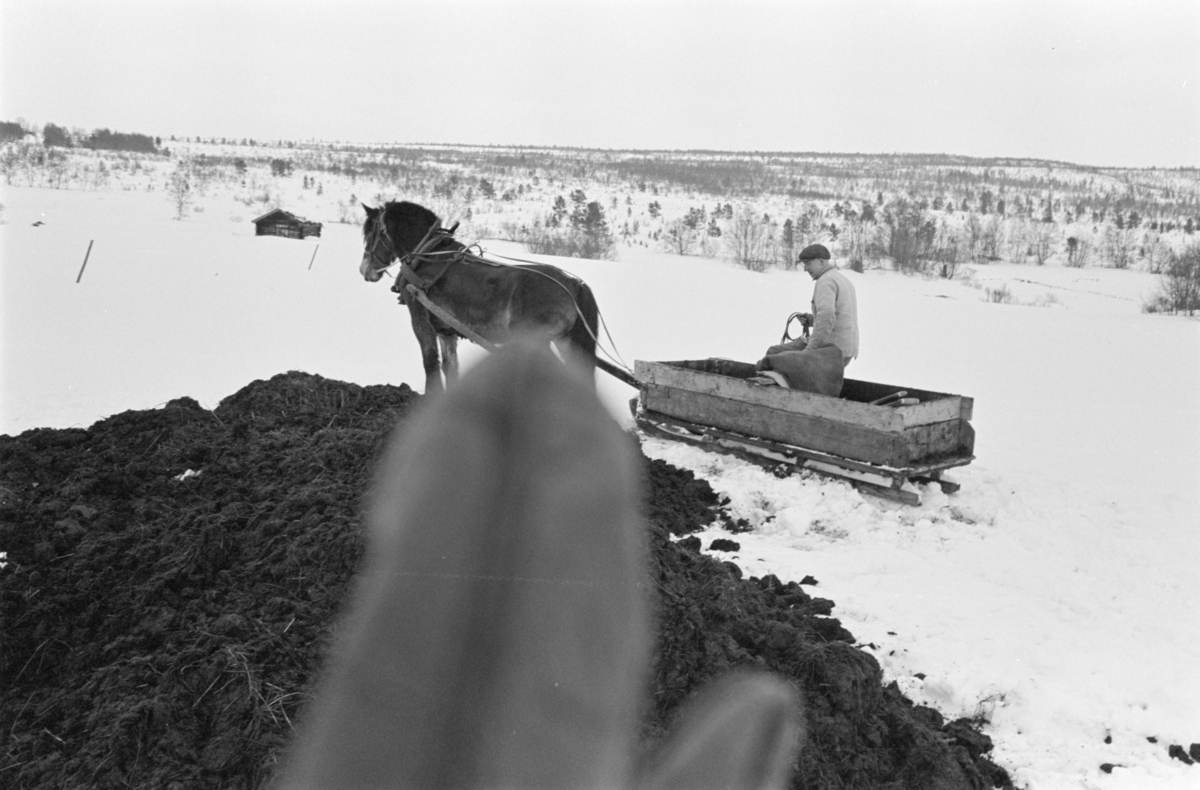 Møkkakjøring med hest og slede på Røros.