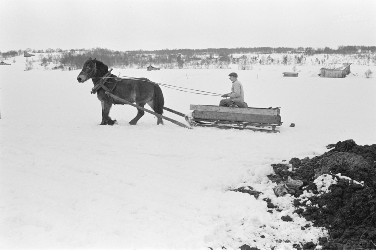 Møkkakjøring med hest og slede på Røros.