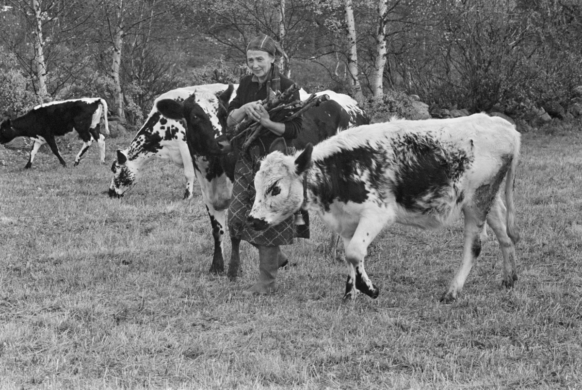 En kvinne bærer ved blant kyr på Røros.
