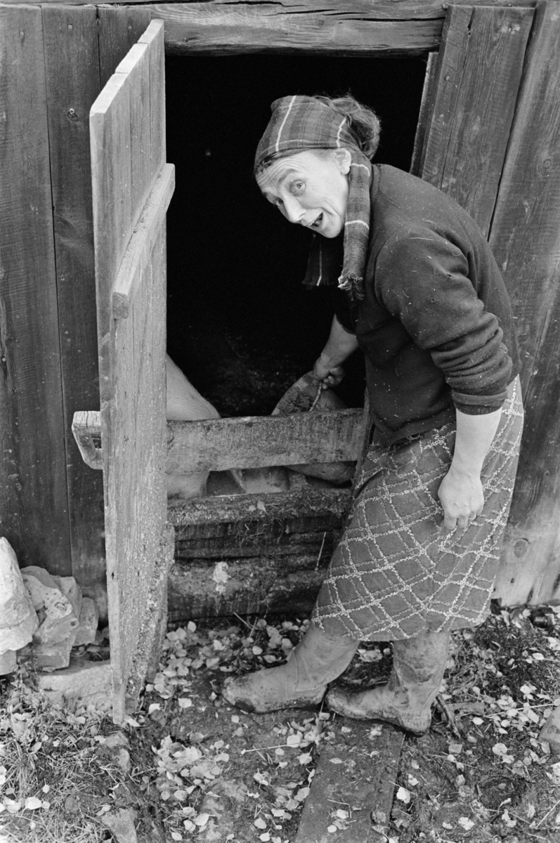 En kvinne steller en gris som står i et grisefjøs.