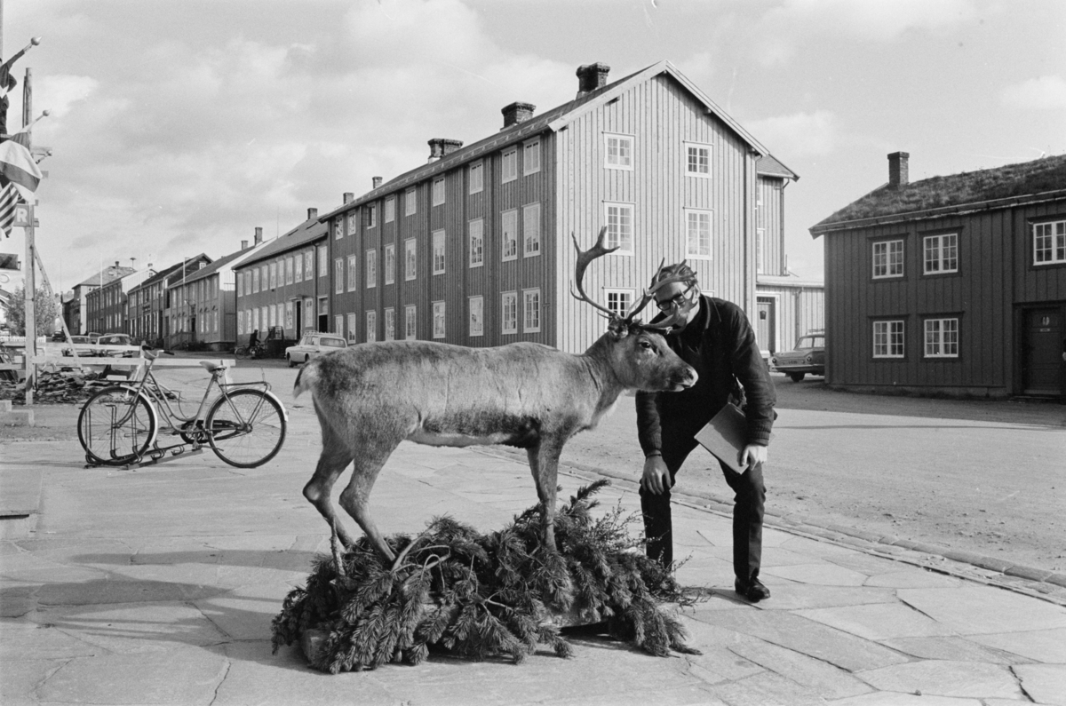 En mann poserer med et utstoppet reinsdyr.