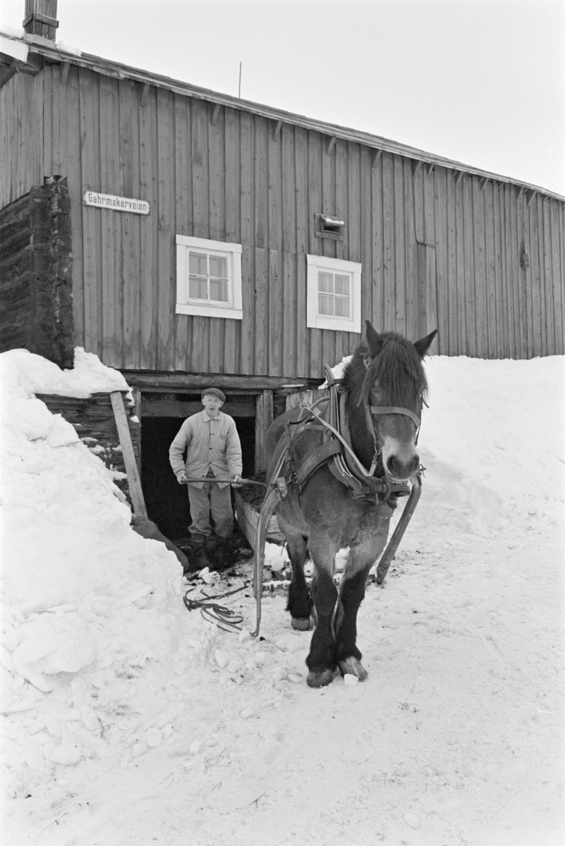 Møkkakjøring med hest og slede.