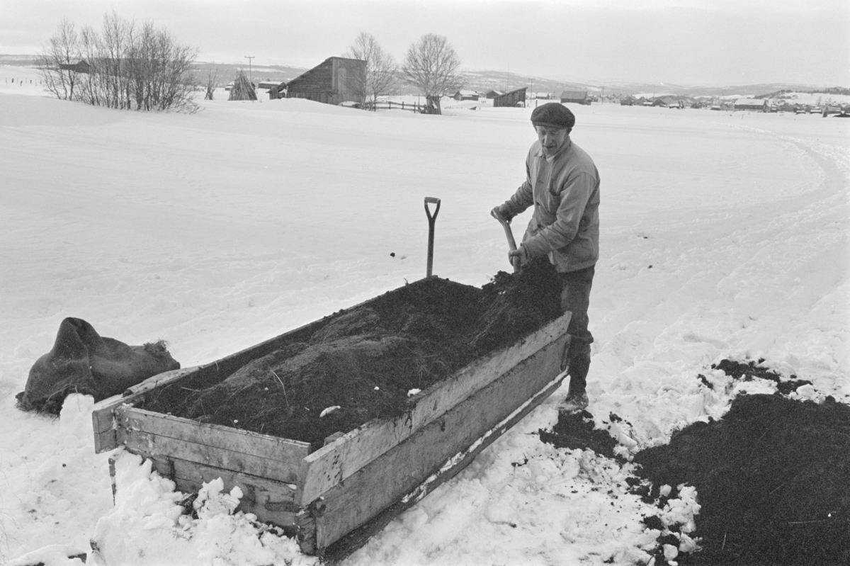 Møkkakjøring med hest og slede.