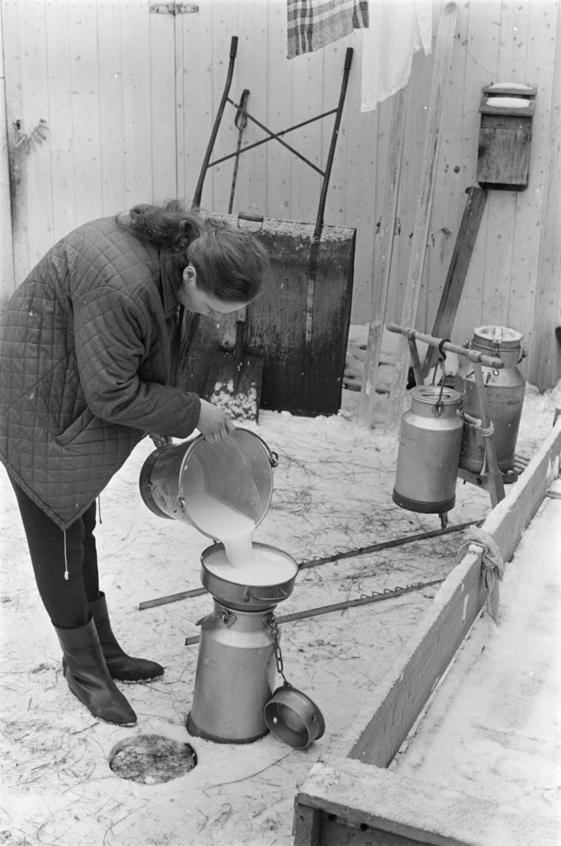 Siling av melk på melkespann.