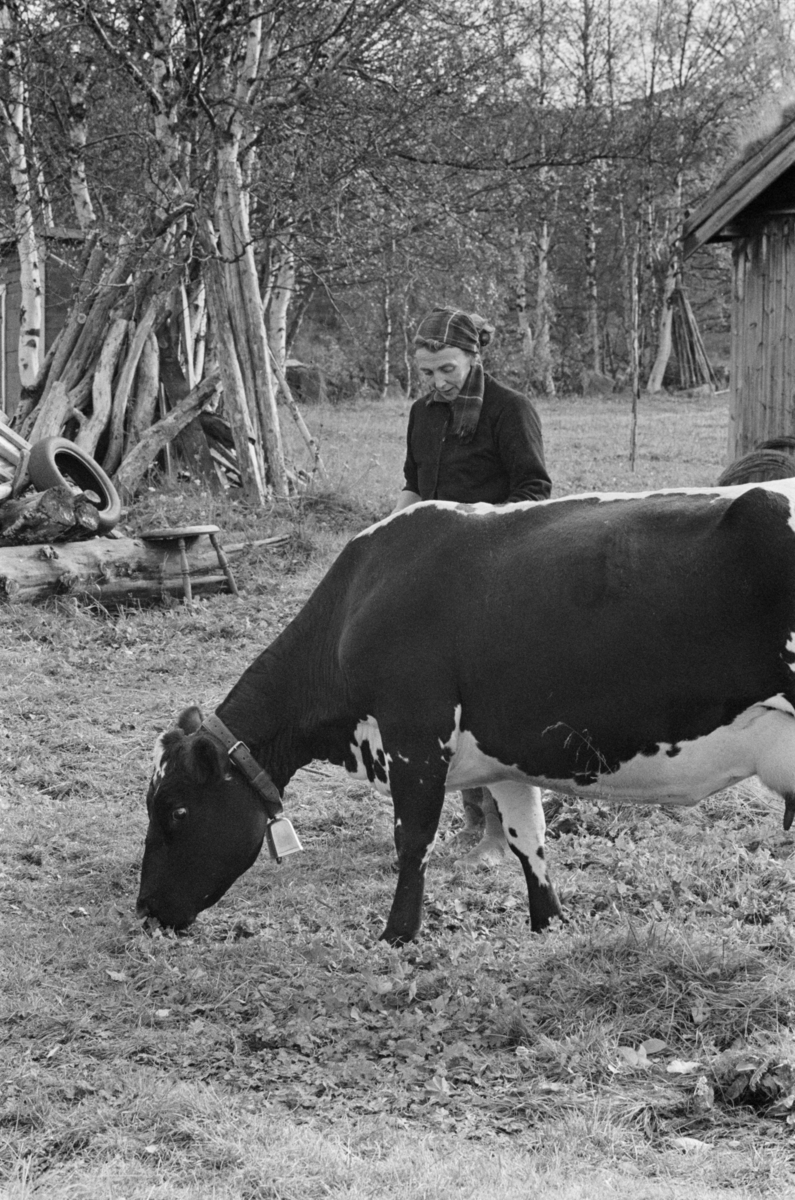 En kvinne steller kyr på beite på Røros.