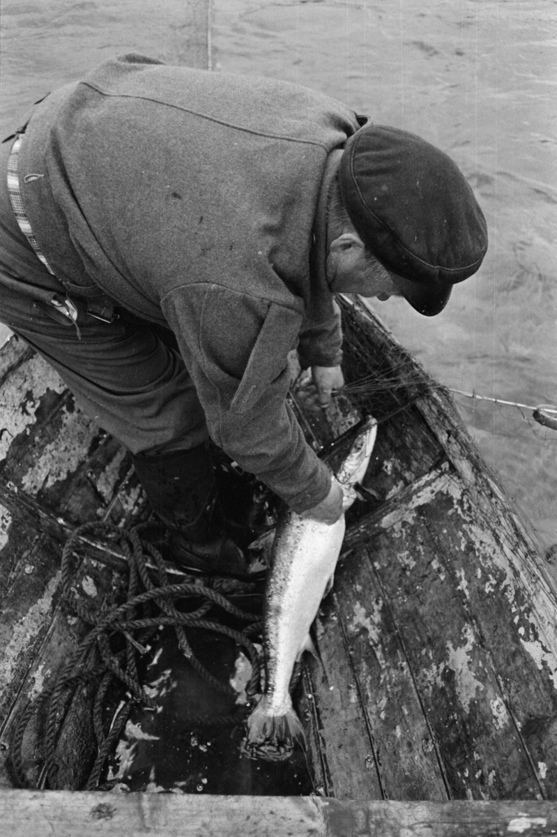 Mann i båt tar opp garn med laks.