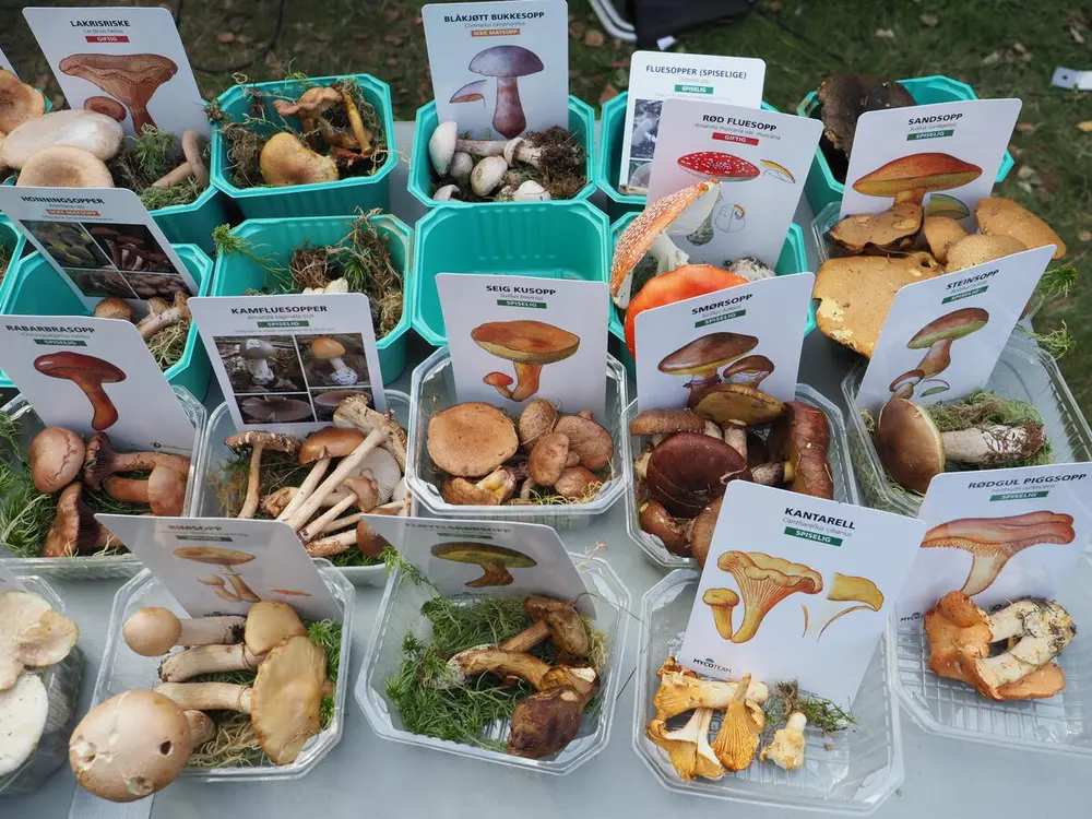 Foto av et bord med mange ulike sopper som er utstilt for publikum