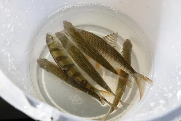 Foto av en bøtte med levende småfisk