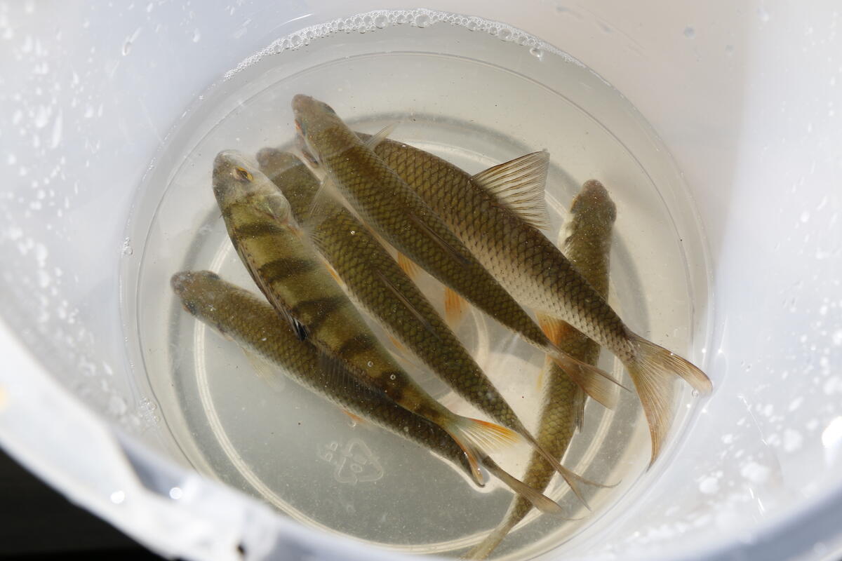 Foto av en bøtte med levende småfisk