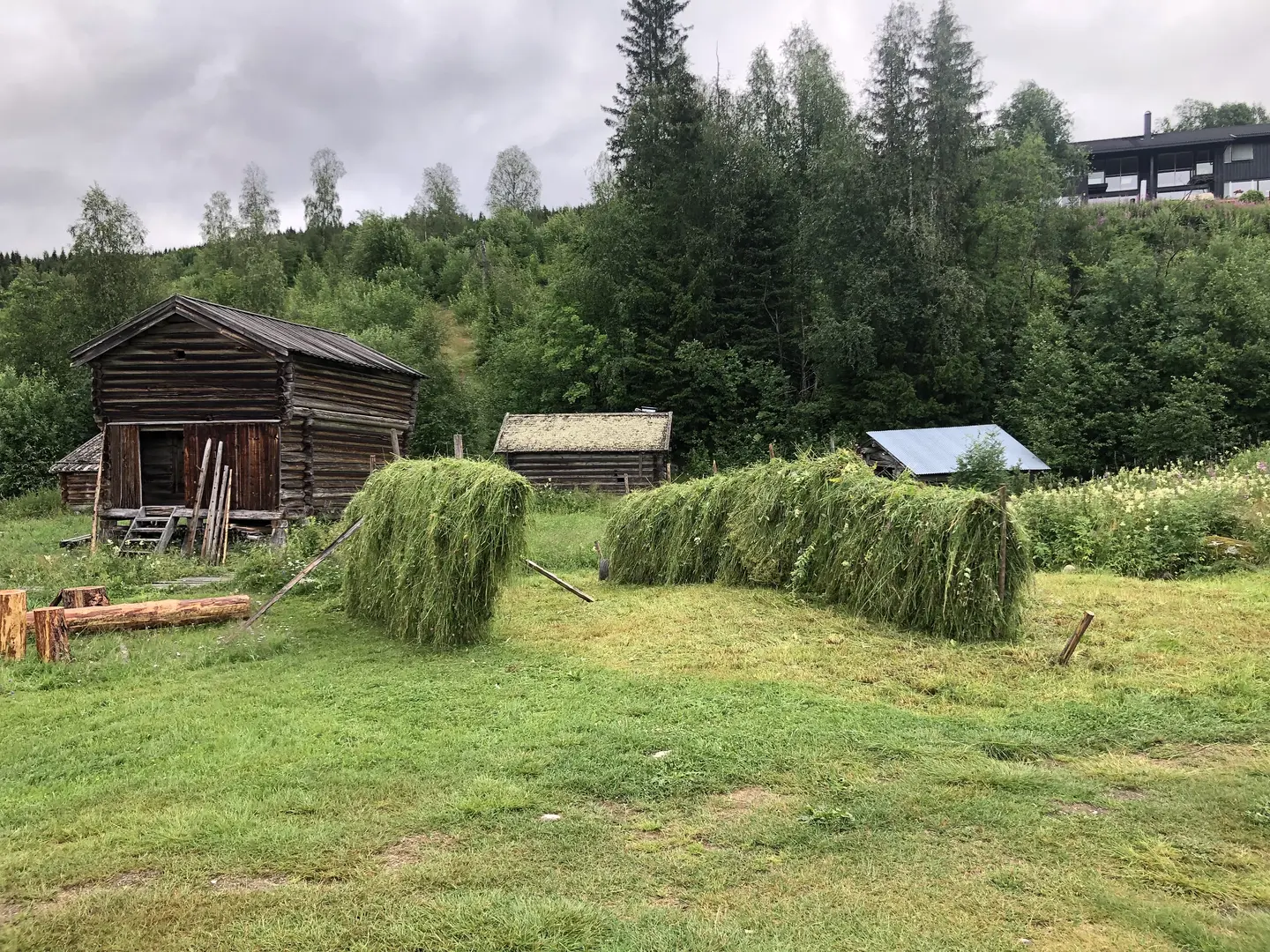 Nyoppsatte hesjer foran stabburet.