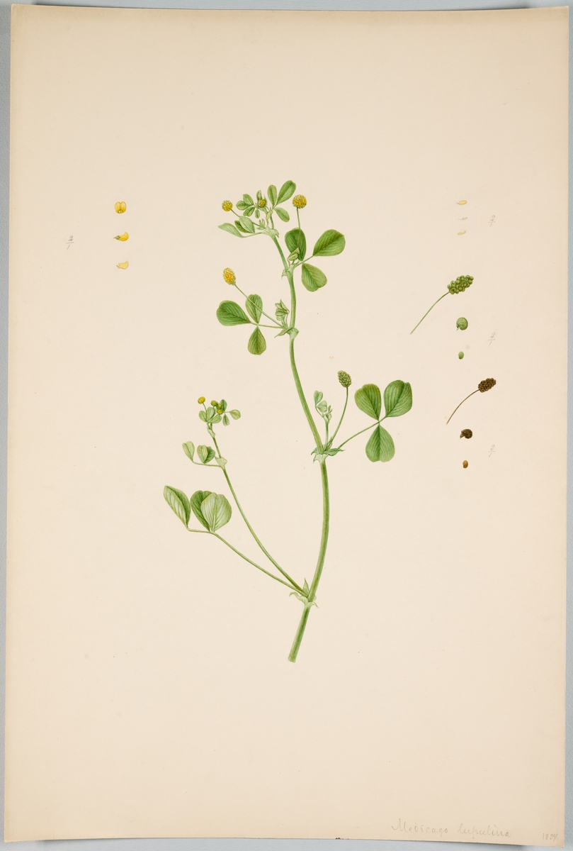 Sveriges kulturväxter. Illustration utförd av Henriette Sjöberg. Lusern (Luzern/Lucern), Humlelusern. På framsidan påskrift med blyerts "Medicago lupulina 1894". Troligen odlad Experimentalfältet. I Kungliga Skogs och Lantbruksakademiens (KSLA) bibliotek (stämplad på baksidan). Signerad "H.S. 1894 Experimental" (beskuren).