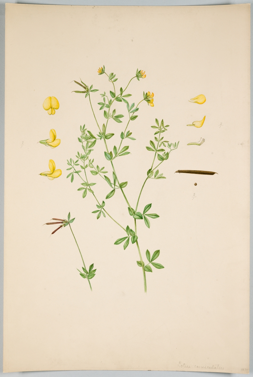 Sveriges kulturväxter. Illustration utförd av Henriette Sjöberg. Käringtand, ur familjen ärtväxter. På framsidan påskrift med blyerts "Lotus corniculatus 1894". Troligen odlad Expeimentalfältet. I Kungliga Skogs och Lantbruksakademiens (KSLA) bibliotek (stämplad på baksidan). Signerad "H.S. 1894 Exp".