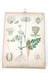 Sveriges kulturväxter. Illustration utförd av Henriette Sjöberg. Botanisk plansch med upphängningskrok. J. Eriksson Botaniska väggtavlor. 3:e upplagan. Ny serie. Tavla 5. Morot (Daucus Carota L.). Detaljerade beskrivningar av morotens olika delar och stadier.