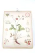 Sveriges kulturväxter. Illustration utförd av Henriette Sjöberg. Botanisk plansch med upphängningskrok. J. Eriksson Botaniska väggtavlor. 3:e upplagan. Ny serie. Tavla 3. Smultron (Fragaria vesca L.). Detaljerade beskrivningar av smultronets olika delar och stadier.