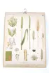 Sveriges kulturväxter. Illustration utförd av Henriette Sjöberg. Botanisk plansch med upphängningskrok. J. Eriksson Botaniska väggtavlor. 3:e upplagan. Ny serie. Tavla 16 Vete (Triticum sativum Jess.). Detaljerade beskrivningar av vetets olika delar och stadier.