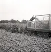 Skörd av majs på Öland. Arne och Lars Arvidsson.